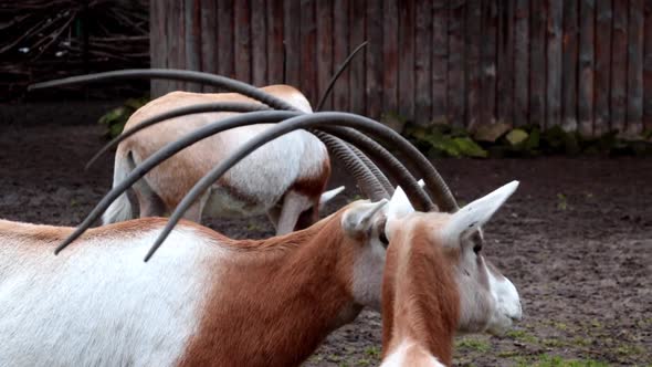 Close-up on antelopes with big horns in the park alt