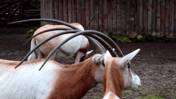 Close-up on antelopes with big horns in the park