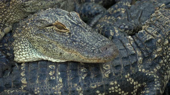 Alligators Breeding Farm. alt