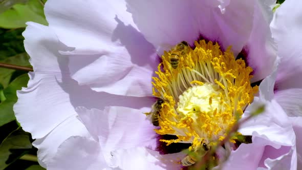 Honey bee pollinates a garden flower. Bee collects nectar from a blossoming tree peony flower alt