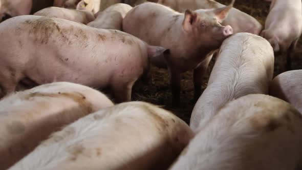 Pigs at pig farm