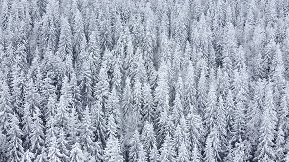 Drone view of beautiful winter scenery with pine trees covered with snow. Background and textures.