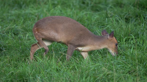 Reeves's Muntjac, Muntiacus Reevesi Nibbles Grass on the Field. Summer Outdoor Pasture. alt