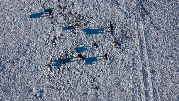 Horses with snow and highway pulling away wide alt