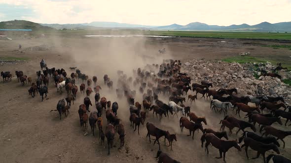 Cowboy On Horses alt
