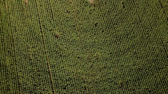 Aerial view of agricultural field alt