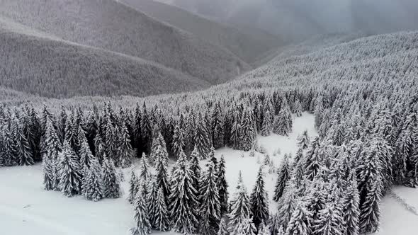 Aerial Flying Above Winter Forest in Mountain Valley alt