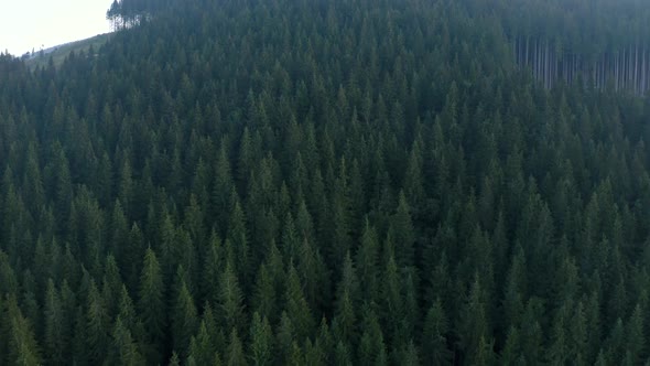 Drone flight over the forests of the Carpathians.