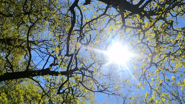 Vertical Video of the Forest in the Spring on a Sunny Day alt