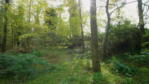 Autumn forest, gimbal walk alt