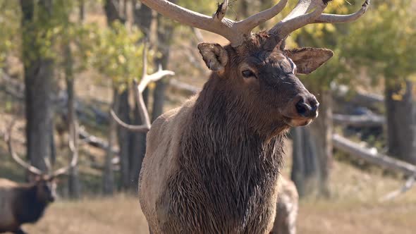 Close up view of Bull Elk as another walks in behind it alt
