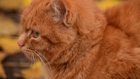 Beautiful Ginger Cat on the Street Against the Background of Autumn Foliage