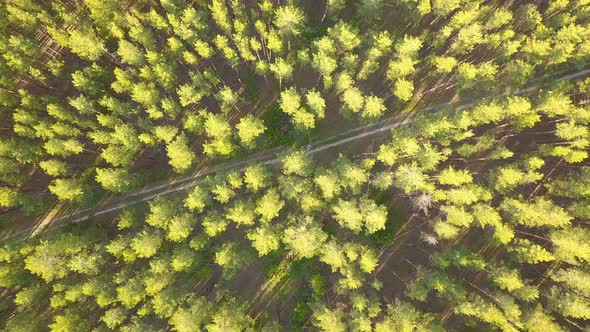 Nature Forest Road From Above
