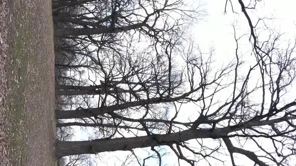Vertical Video of the Forest with Trees Without Leaves Slow Motion alt
