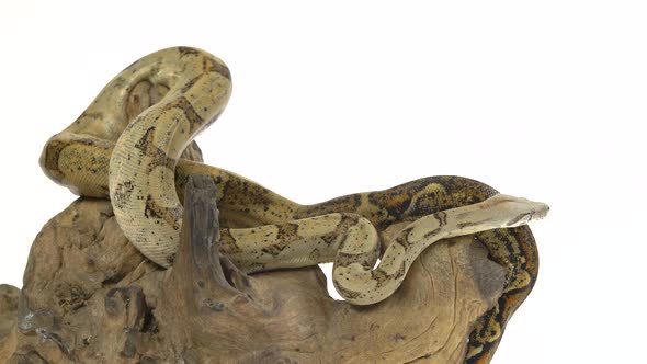 Columbian Boa or Boa Constrictor Imperator on Wooden Snag Isolated in White alt