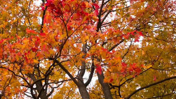 Autumn Maple Leaves