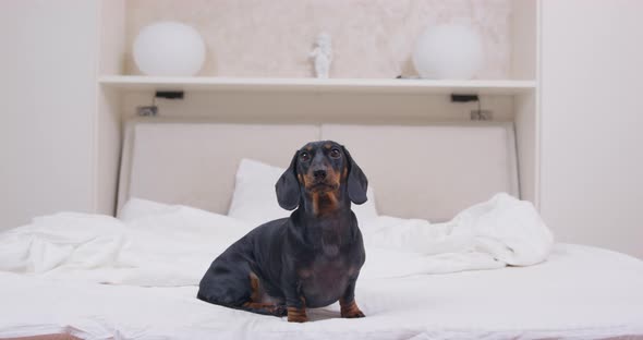 Adorable Dachshund Puppy Has Just Woken Up and is Sitting on the Bed Waiting Front View alt