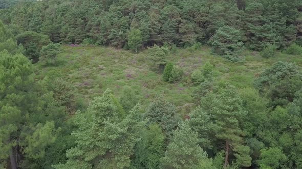 4k Aerial, rising up over a dense evergreen forest in Devon, UK alt