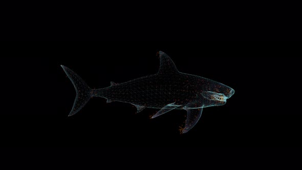 3D Shark Hologram Wireframe