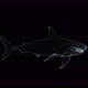 3D Shark Hologram Wireframe - VideoHive Item for Sale