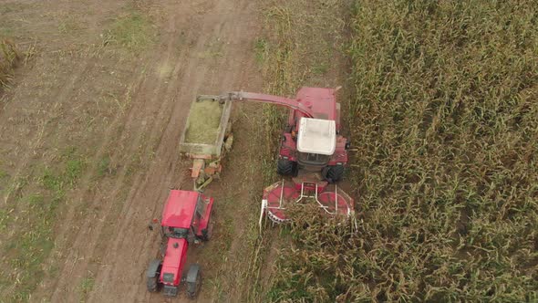 Harvesting Corn with a Forage Harvester in a Tractor Trailer During the Autumn Season alt