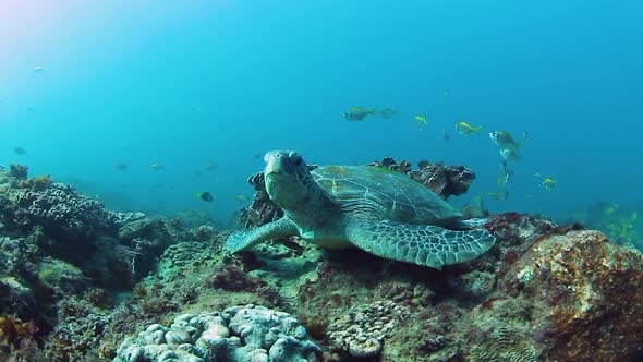 A sleepy Green Sea Turtle resting on a tropical reef alt