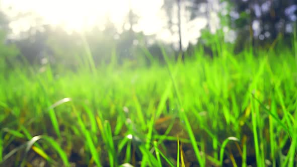 Summer Floral Moving Green Grass Field Sun Rays alt