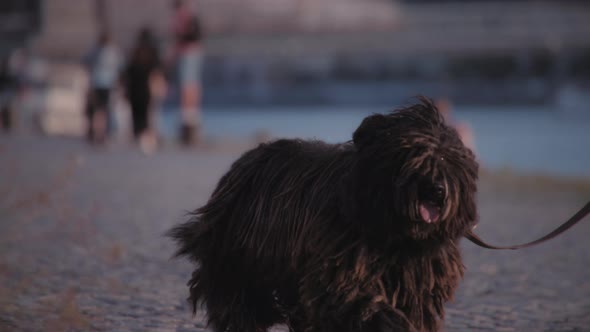 Black Puli dog walking with its owner