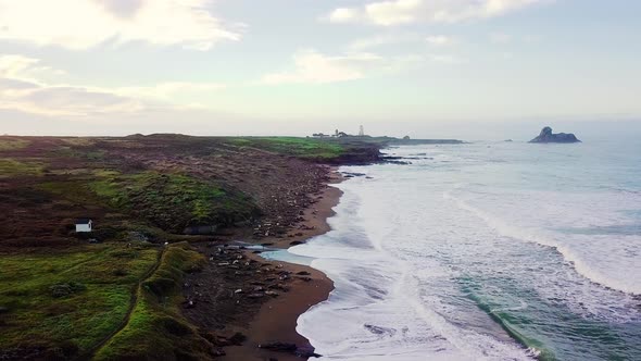 An elephant seal breeding colony on a California beach at sunrise alt