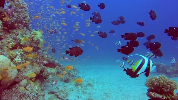 Colorful Underwater Tropical Fishes alt