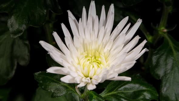 White Chrysanthemum Flower Blooming in Time Lapse on a Green Leaves Background alt
