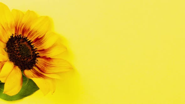 Small Bright Sunflower on a Yellow Background alt