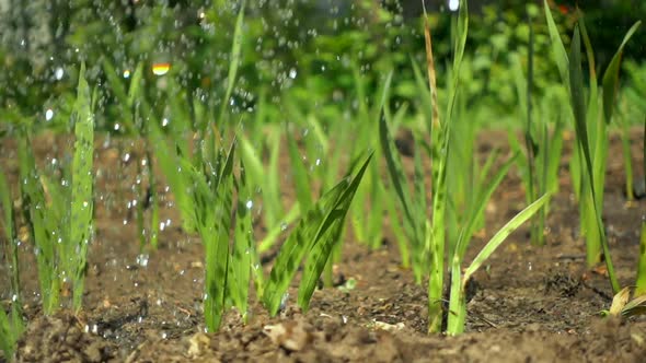 Drops of Clean Water Irrigate Dry Soil and Shoots of Green Plants, Slow Motion alt