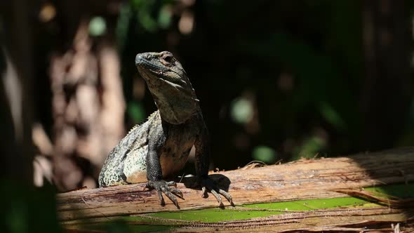 Black Spiny Tailed Iguana (ctenosaura similis), Costa Rica Wildlife and Rainforest Animals, Warm Blo alt