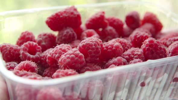 Ripe Juicy Organic Raspberries in a Plastic Box