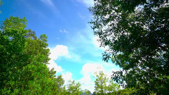 Nature tree pan shot in the forest. alt