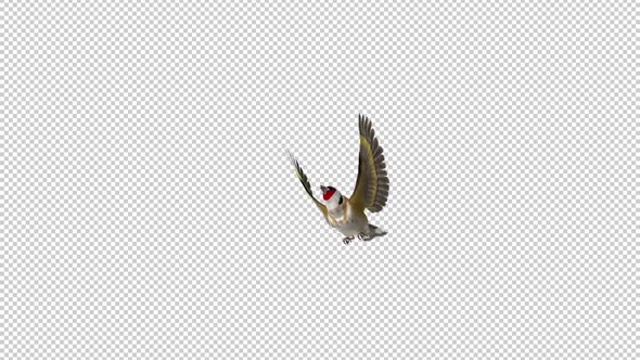 Eurasian Goldfinch - Easter Bird - Flying Over Screen - II - Alpha Channel