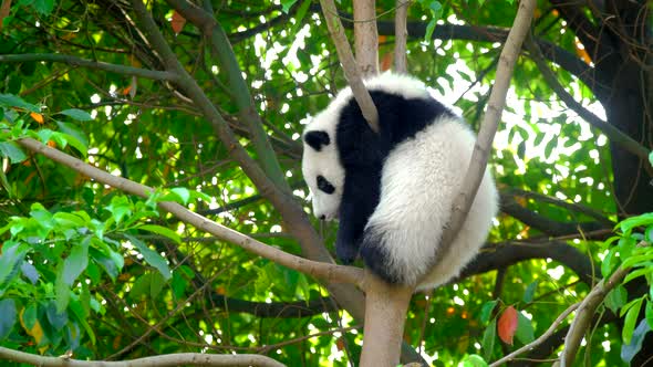 Giant Panda Bear Cub on a Tree alt
