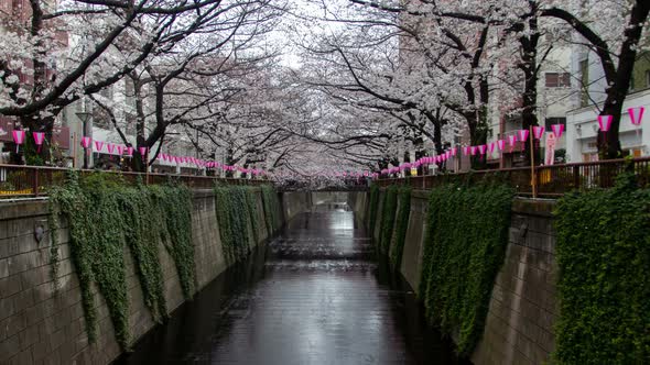 Timelapse Tokyo Cherry Blossom Park on Meguro River Banks alt