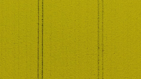 Symmetic tracks in a yellow blooming rapeseed field flying slowly down and stopping some meters over alt