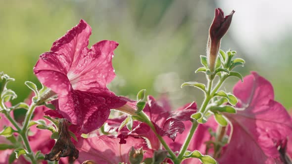 Beautiful Flower Watering in the Early Morning alt