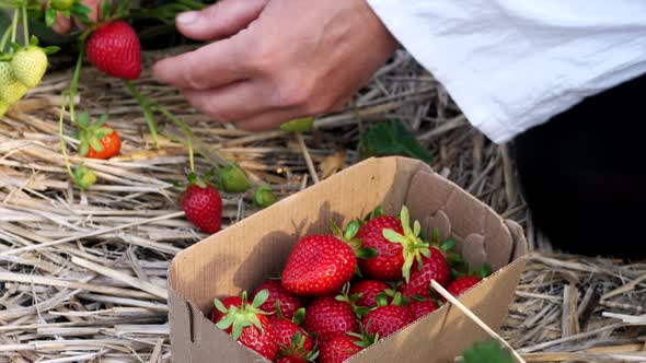 Female Farmer Is Gathering Fresh Ripe Strawberry at the Field