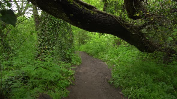 Pathway Throught Green Spring Forest