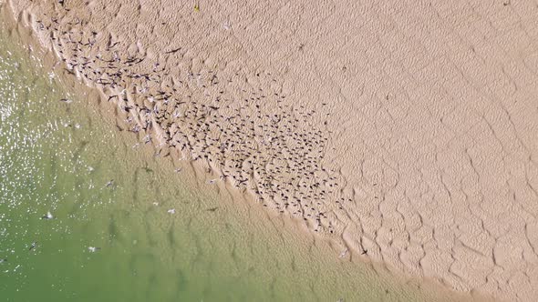 Terns sitting next to estuary on sandbank take off; overhead drone shot alt