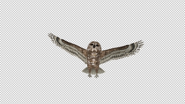 Owl - Spotted - Flying Transition III