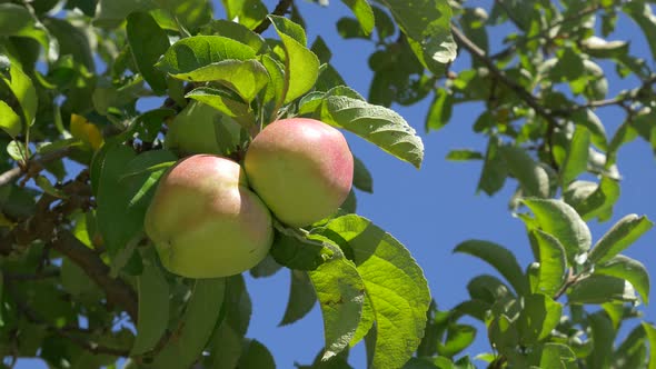 Apples healthy organic fruit in 4K UHD 3840X2160 footage - Healthy apples UHD 4K high definition  vi alt