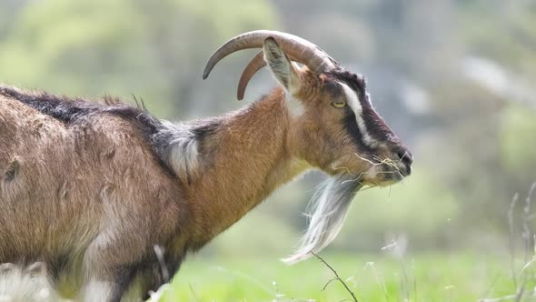 Domestic Milk Goat with Long Beard and Horns Grazing on Green Farm Pasture on Summer Day alt