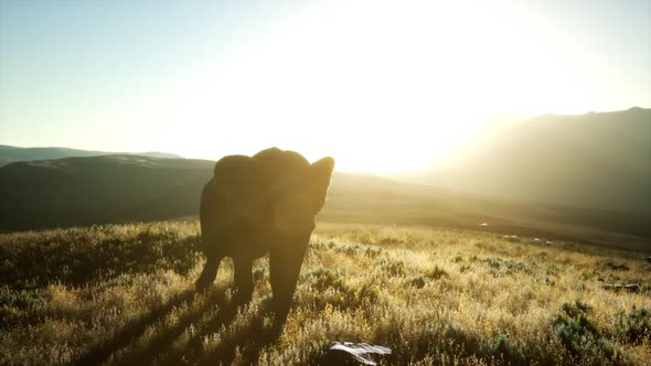 Old African Elephant Walking in Savannah Against Sunset alt