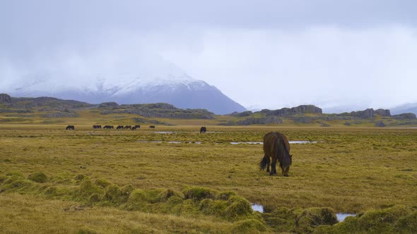 Horse in Mountaine, Wild beautiful Horse in the Icelandic countryside. alt