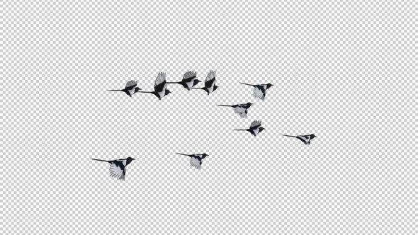 Eurasian Magpie Flock - 10 Birds - Flying Loop - SIde View - Alpha Channel